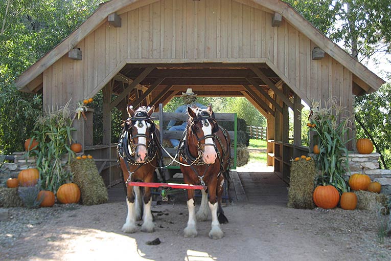 Gus-and-Sam-Pumpkin-Bridge-Sale