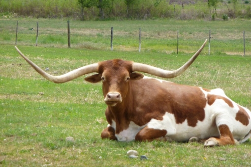 Grass-fed-longhorn-cattle