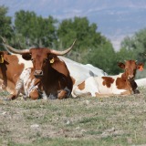Animal_Viewing_Longhorn_Cattle