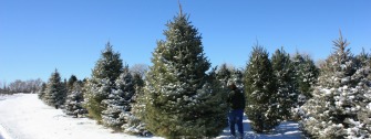 Wholesale Christmas Trees & Greenery »