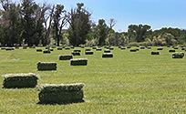 Quality Hay for Sale